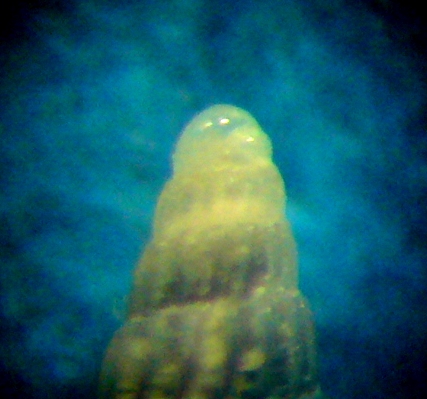 Turbonilla hamata?